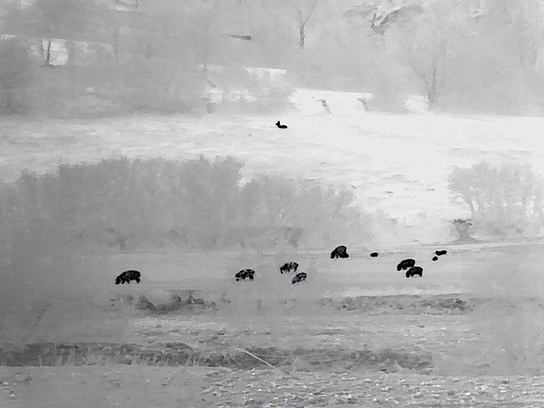 Avviso - Raccolta manifestazioni di interesse – Corso per cacciatore esperto di cinghiale con funzioni di caposquadra per la caccia in battuta e braccata.